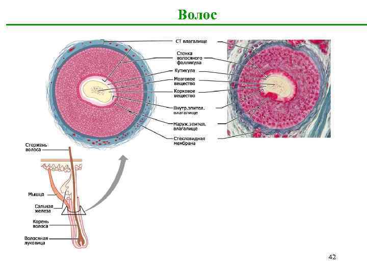 Волос 42 