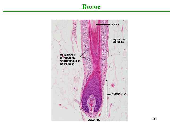 Волос 43 