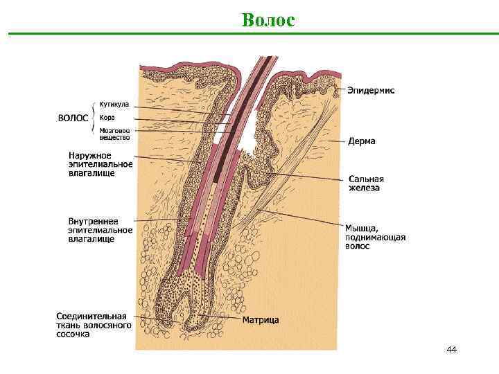 Волос 44 