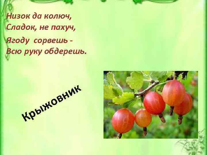 Низок да колюч, Сладок, не пахуч, Ягоду сорвешь Всю руку обдерешь. ры К о
