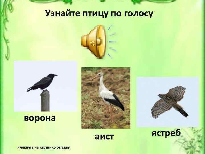 Узнайте птицу по голосу Верно! ворона Неверно! аист Кликнуть на картинку-отгадку Неверно! ястреб 12