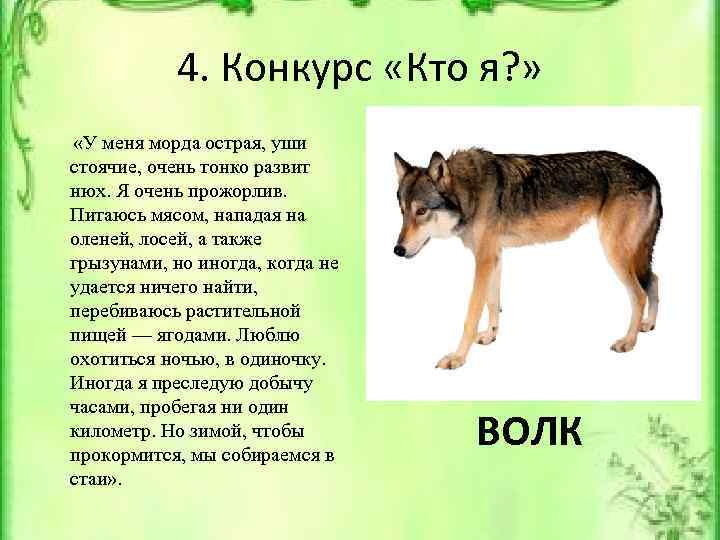4. Конкурс «Кто я? » «У меня морда острая, уши стоячие, очень тонко развит