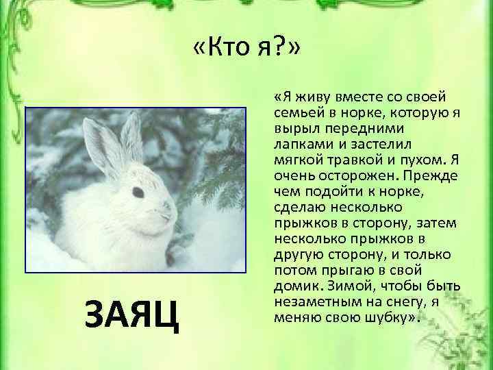  «Кто я? » ЗАЯЦ «Я живу вместе со своей семьей в норке, которую