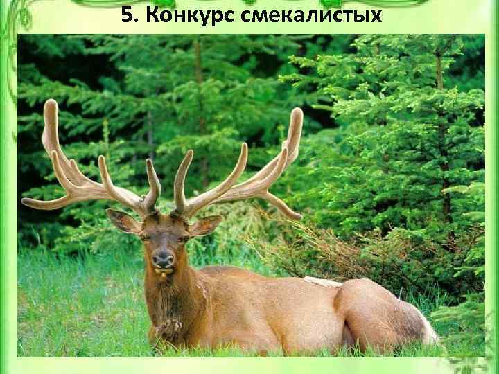 5. Конкурс смекалистых У этого животного, по словам Мюнхгаузена, на голове выросло дерево. Варианты: