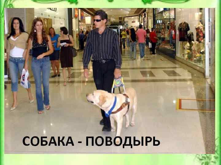 Как называются собаки, которые помогают своему слепому хозяину при передвижении? Варианты: A) Охранники B)