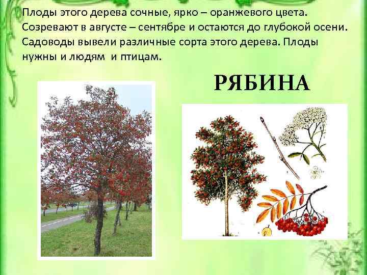 Плоды этого дерева сочные, ярко – оранжевого цвета. Созревают в августе – сентябре и