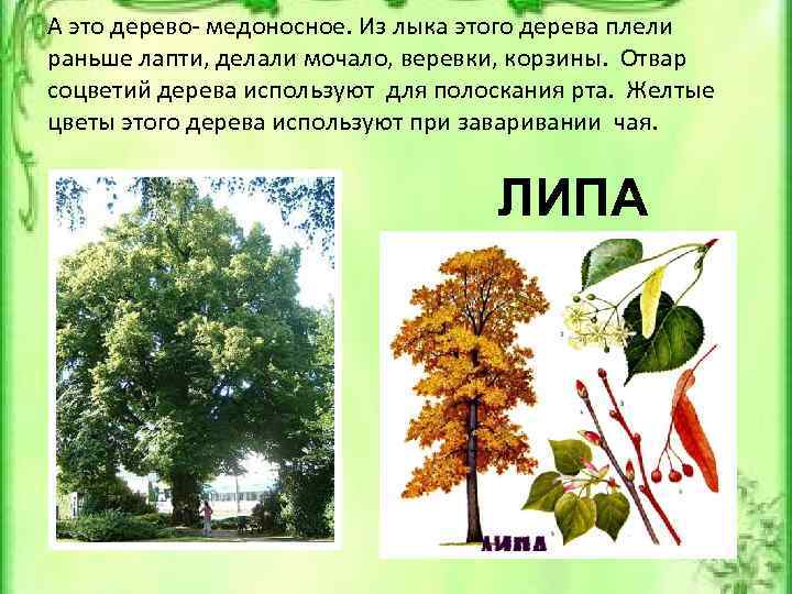 А это дерево- медоносное. Из лыка этого дерева плели раньше лапти, делали мочало, веревки,