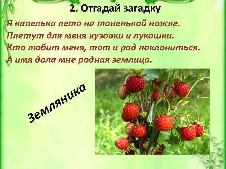 2. Отгадай загадку Я капелька лета на тоненькой ножке. Плетут для меня кузовки и