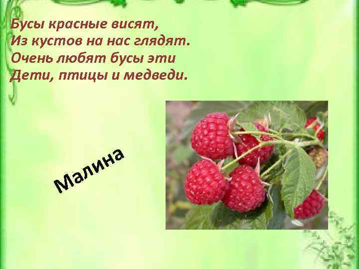 Бусы красные висят, Из кустов на нас глядят. Очень любят бусы эти Дети, птицы