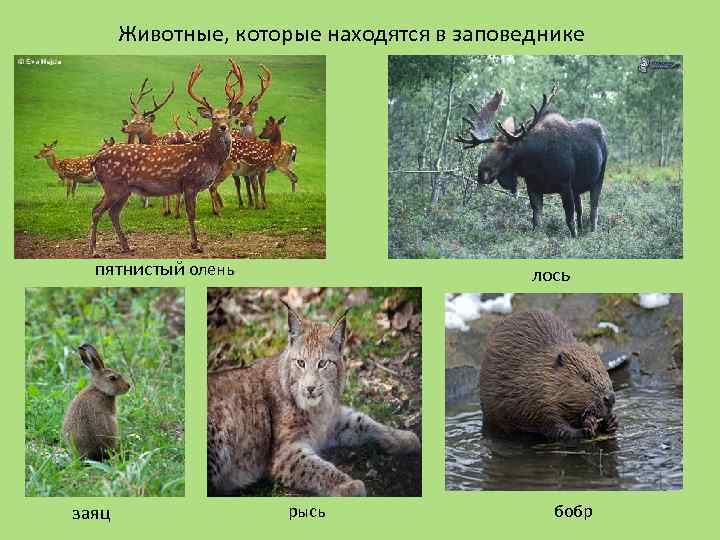 Животные, которые находятся в заповеднике пятнистый олень заяц лось рысь бобр 