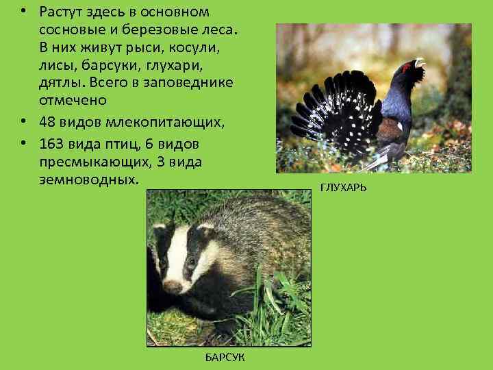  • Растут здесь в основном сосновые и березовые леса. В них живут рыси,