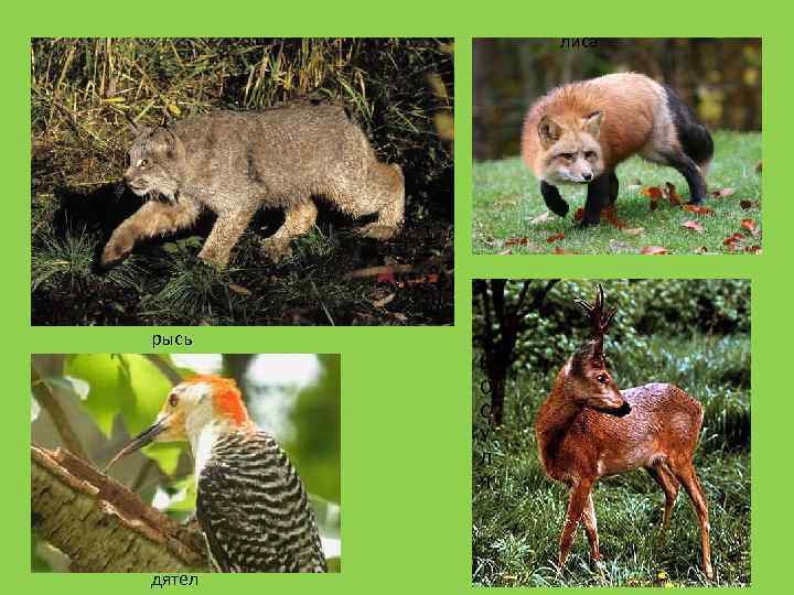 лиса рысь К О С У Л Я дятел 