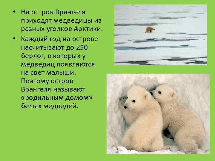  • На остров Врангеля приходят медведицы из разных уголков Арктики. • Каждый год