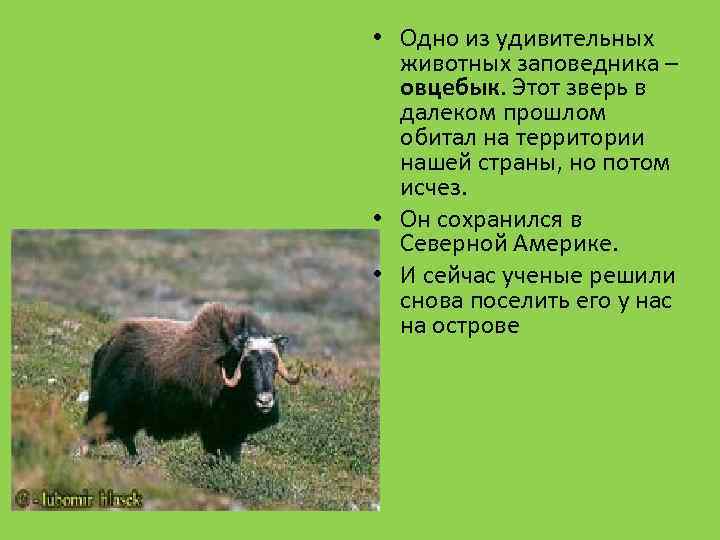  • Одно из удивительных животных заповедника – овцебык. Этот зверь в далеком прошлом