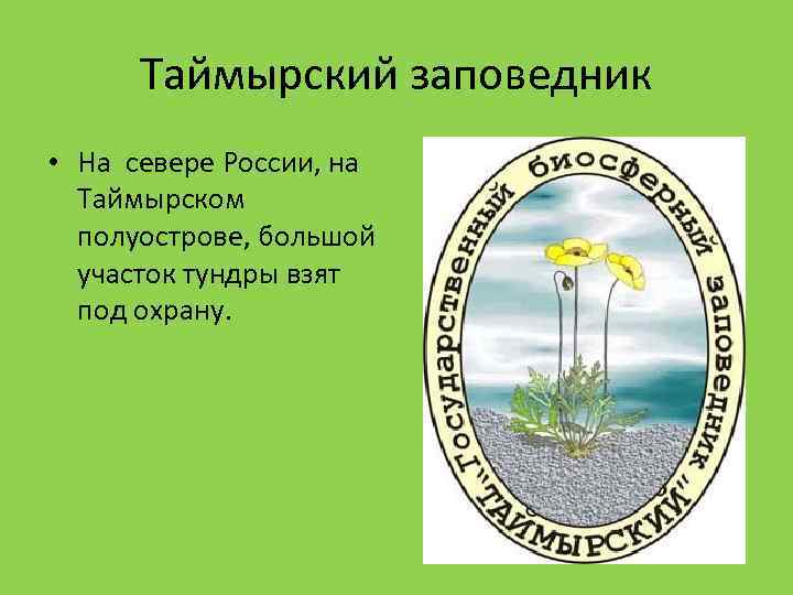 Таймырский заповедник • На севере России, на Таймырском полуострове, большой участок тундры взят под