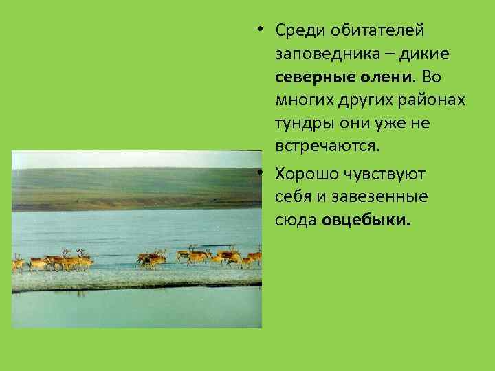  • Среди обитателей заповедника – дикие северные олени. Во многих других районах тундры