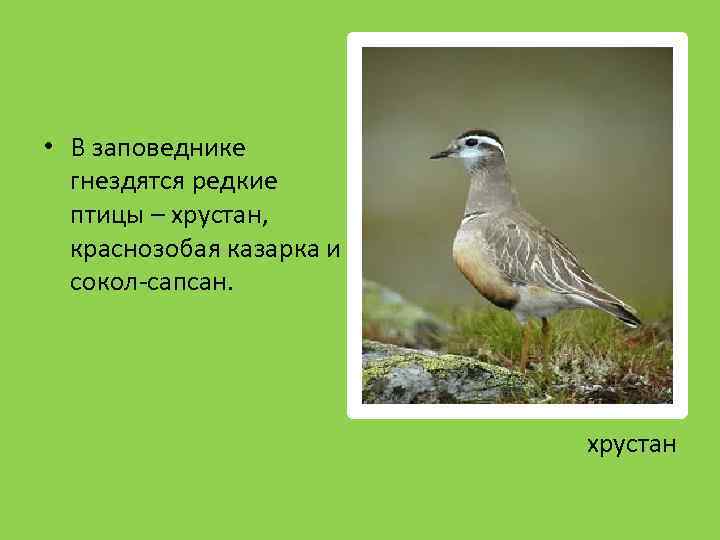  • В заповеднике гнездятся редкие птицы – хрустан, краснозобая казарка и сокол-сапсан. хрустан