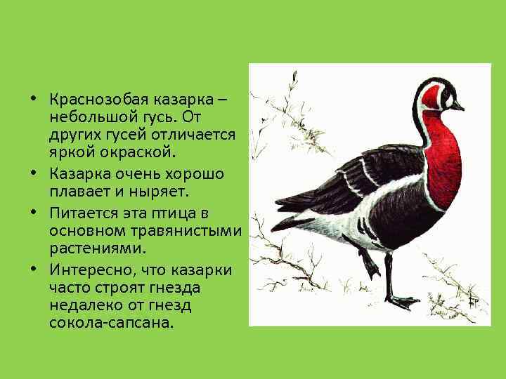  • Краснозобая казарка – небольшой гусь. От других гусей отличается яркой окраской. •