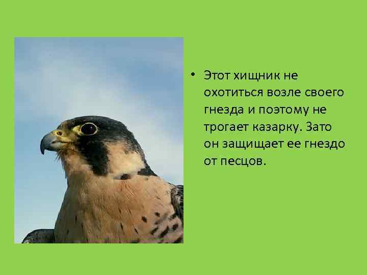  • Этот хищник не охотиться возле своего гнезда и поэтому не трогает казарку.