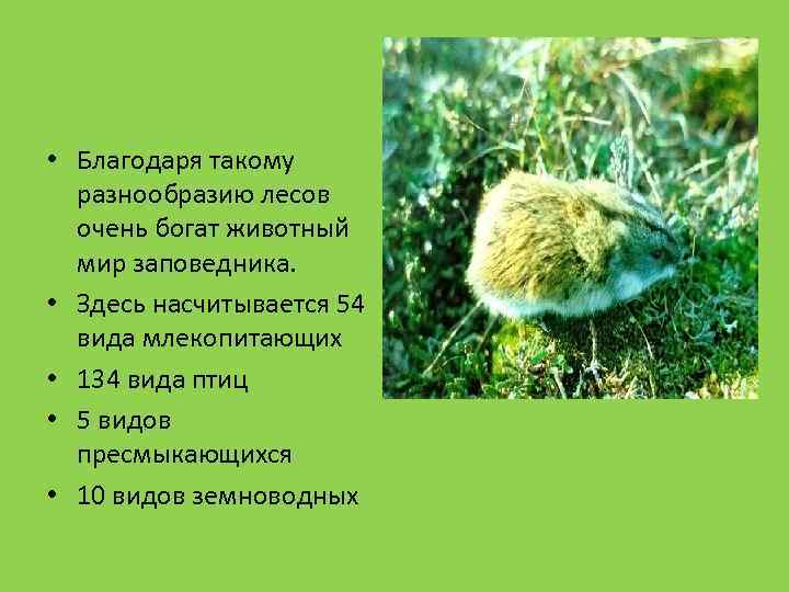  • Благодаря такому разнообразию лесов очень богат животный мир заповедника. • Здесь насчитывается