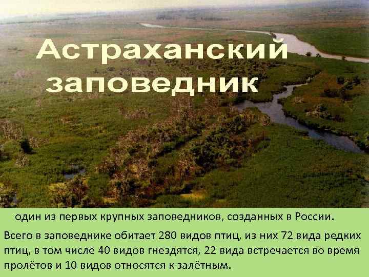 Астраханский заповедник один из первых крупных заповедников, созданных в России. Всего в заповеднике обитает