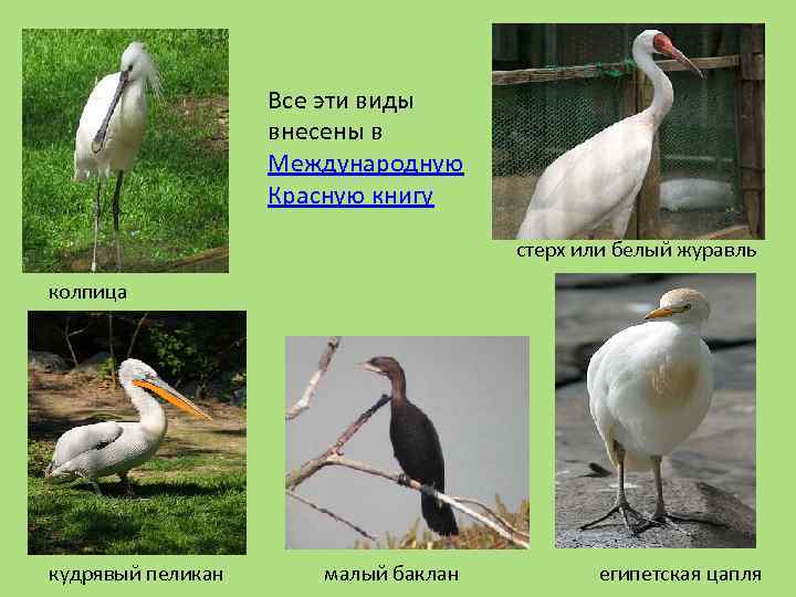 Все эти виды внесены в Международную Красную книгу стерх или белый журавль колпица кудрявый