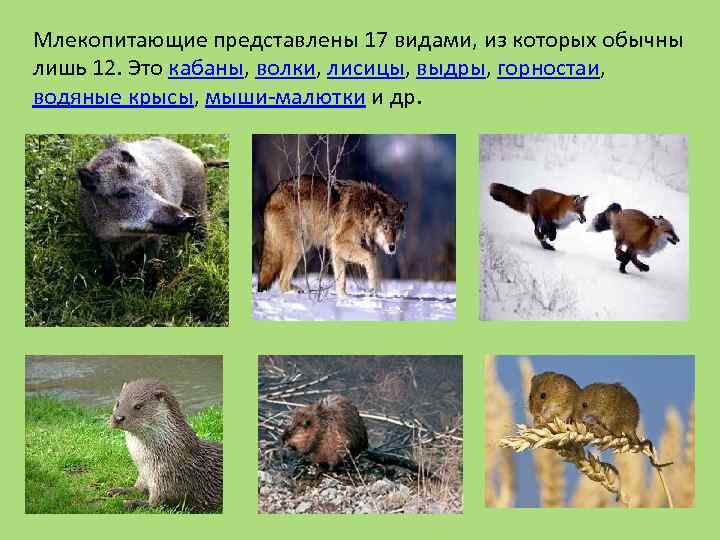 Млекопитающие представлены 17 видами, из которых обычны лишь 12. Это кабаны, волки, лисицы, выдры,