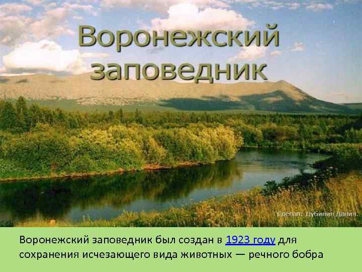 Воронежский заповедник был создан в 1923 году для сохранения исчезающего вида животных — речного