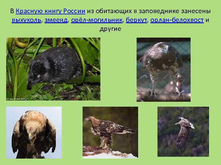 В Красную книгу России из обитающих в заповеднике занесены выхухоль, змееяд, орёл-могильник, беркут, орлан-белохвост