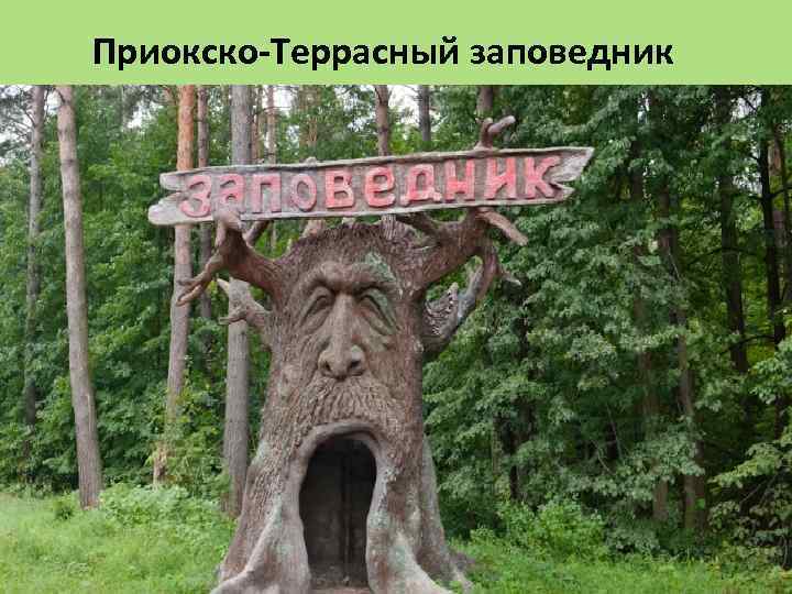 Приокско-Террасный заповедник 