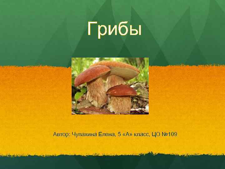  Грибы Автор: Чупахина Елена, 5 «А» класс, ЦО № 109 