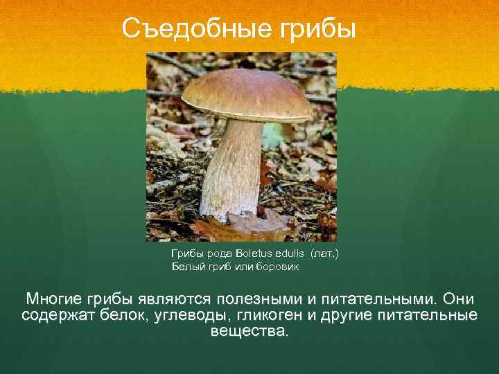 Съедобные грибы Грибы рода Boletus edulis (лат. ) Белый гриб или боровик Многие грибы