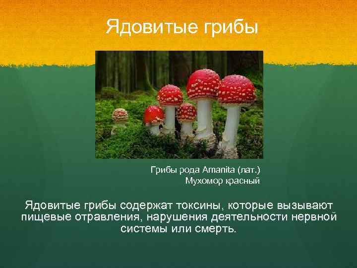 Ядовитые грибы Грибы рода Amanita (лат. ) Мухомор красный Ядовитые грибы содержат токсины, которые