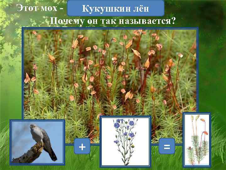 Этот мох Кукушкин лён Почему он так называется? + = 