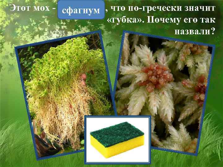 Этот мох - сфагнум , что по-гречески значит «губка» . Почему его так назвали?