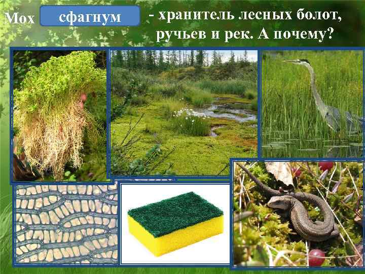 Мох сфагнум - хранитель лесных болот, ручьев и рек. А почему? 