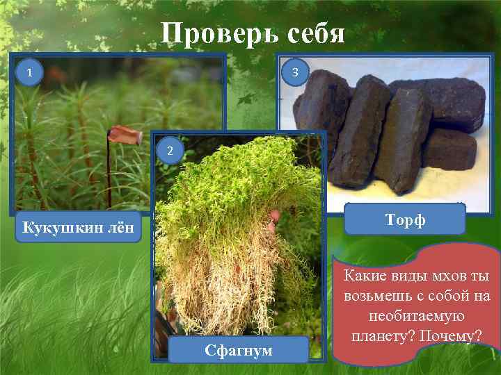 Проверь себя 1 3 2 Торф Кукушкин лён Сфагнум Какие виды мхов ты возьмешь