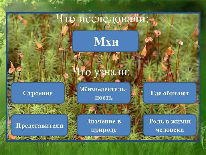 Что исследовали: Мхи Что узнали: Строение Жизнедеятельность Где обитают Представители Значение в природе Роль