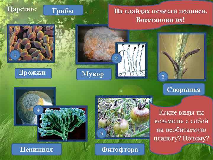 Царство: Грибы На слайдах исчезли подписи. Восстанови их! 11 2 Дрожжи Мукор 3 Спорынья
