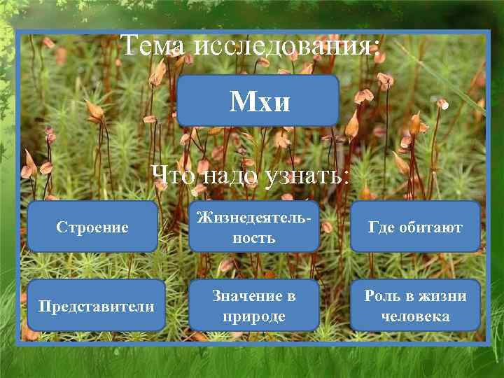 Тема исследования: Мхи Что надо узнать: Строение Жизнедеятельность Где обитают Представители Значение в природе