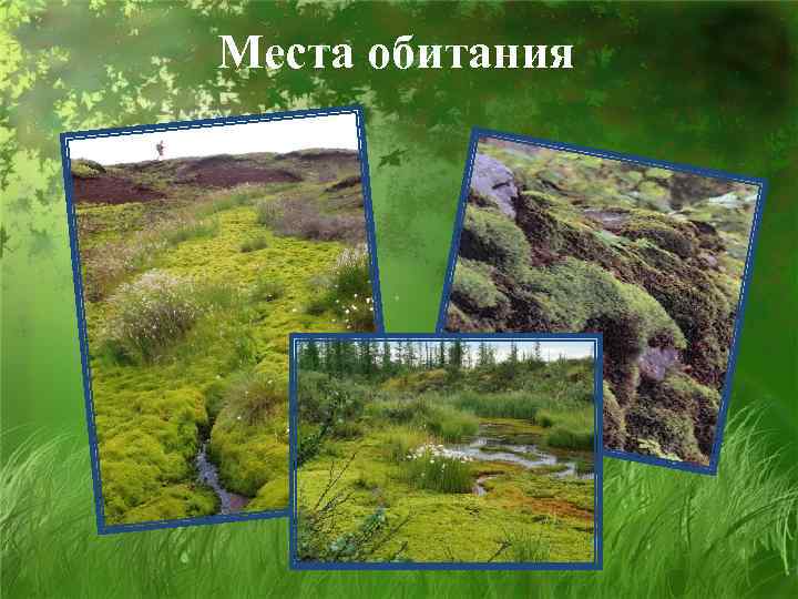 Места обитания 