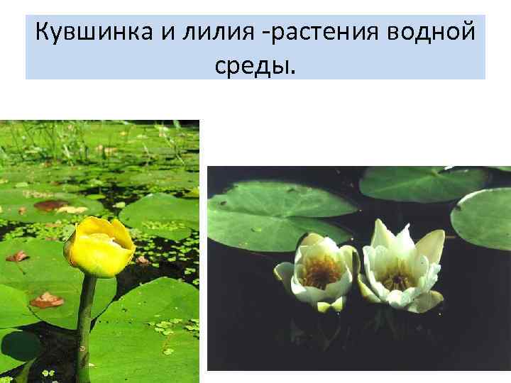 Кувшинка и лилия -растения водной среды. 