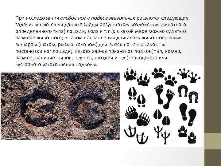 При исследовании следов ног и подков животных решаются следующие задачи: являются ли данные следы
