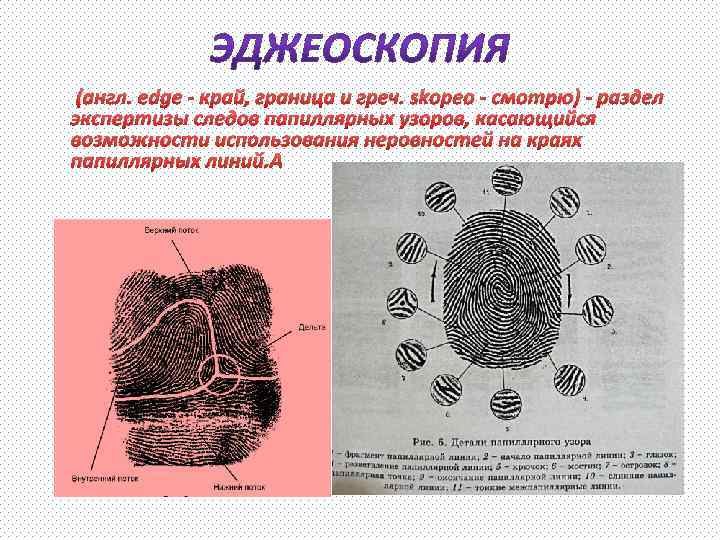  (англ. edge - край, граница и греч. skopeo - смотрю) - раздел экспертизы