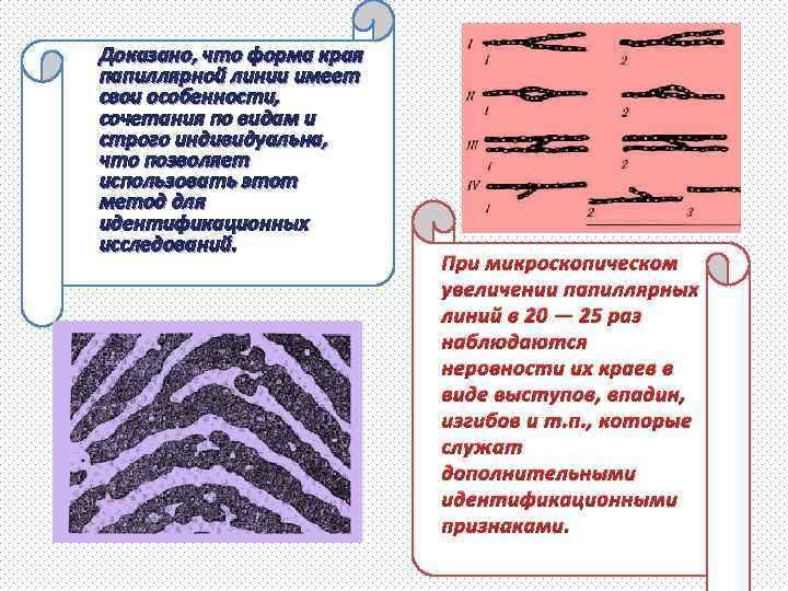  Доказано, что форма края папиллярной линии имеет свои особенности, сочетания по видам и