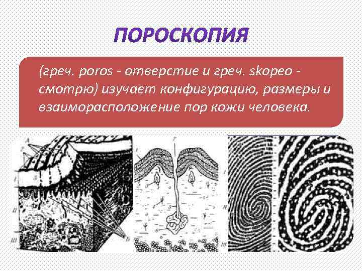 (греч. poros - отверстие и греч. skopeo - смотрю) изучает конфигурацию, размеры и взаиморасположение