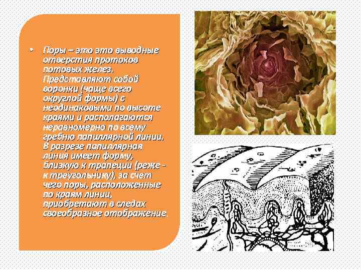  • Поры – это выводные отверстия протоков потовых желез. Представляют собой воронки (чаще