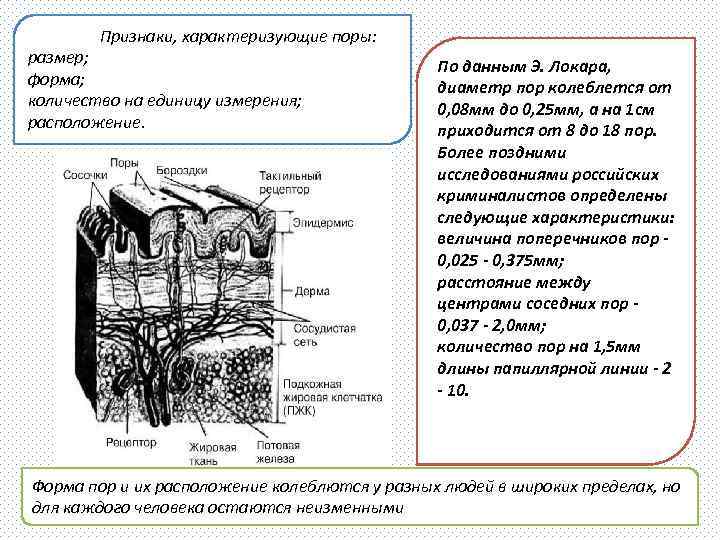 Признаки, характеризующие поры: размер; форма; количество на единицу измерения; расположение. По данным Э. Локара,