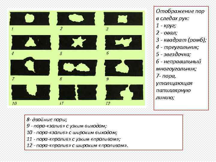 Отображение пор в следах рук: 1 - круг; 2 - овал; 3 - квадрат