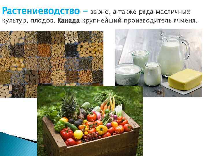 Растениеводство - зерно, а также ряда масличных культур, плодов. Канада крупнейший производитель ячменя. 